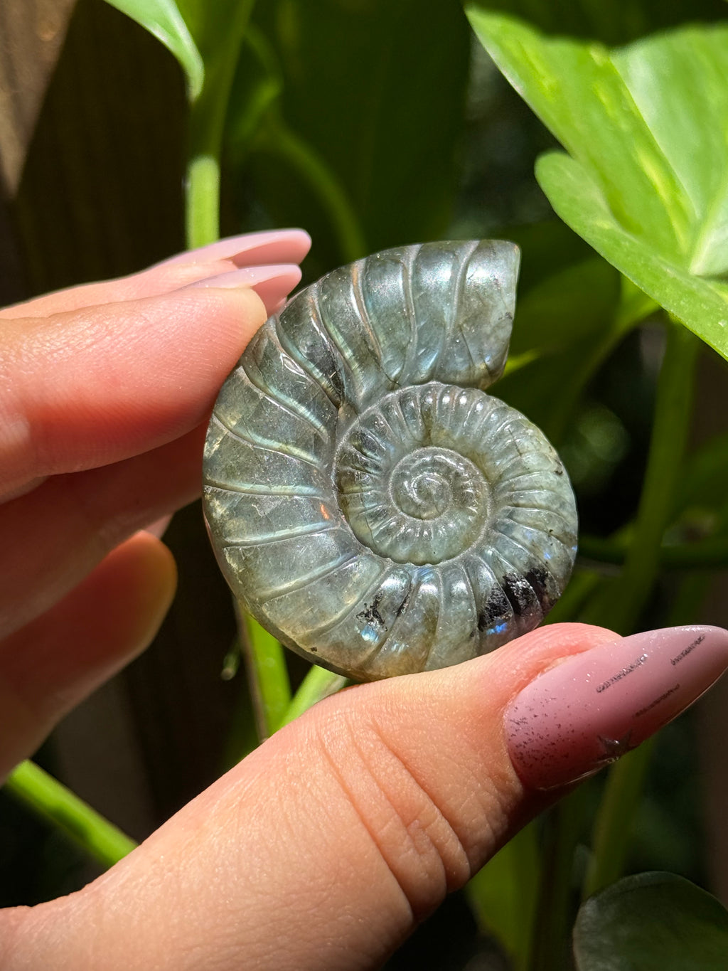 Labradorite Ammonite Carving A