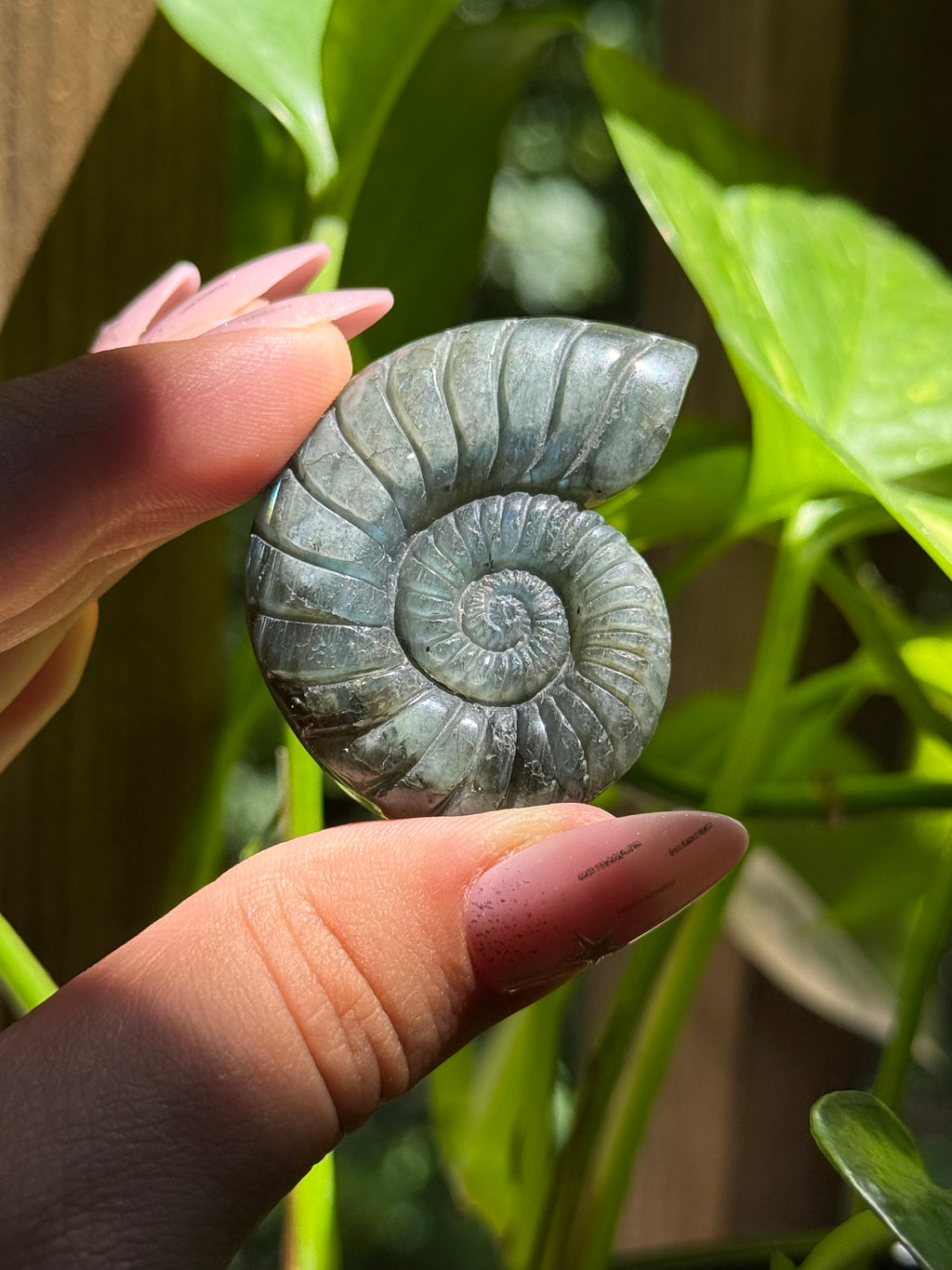 Labradorite Ammonite Carving C