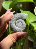 Labradorite Ammonite Carving B