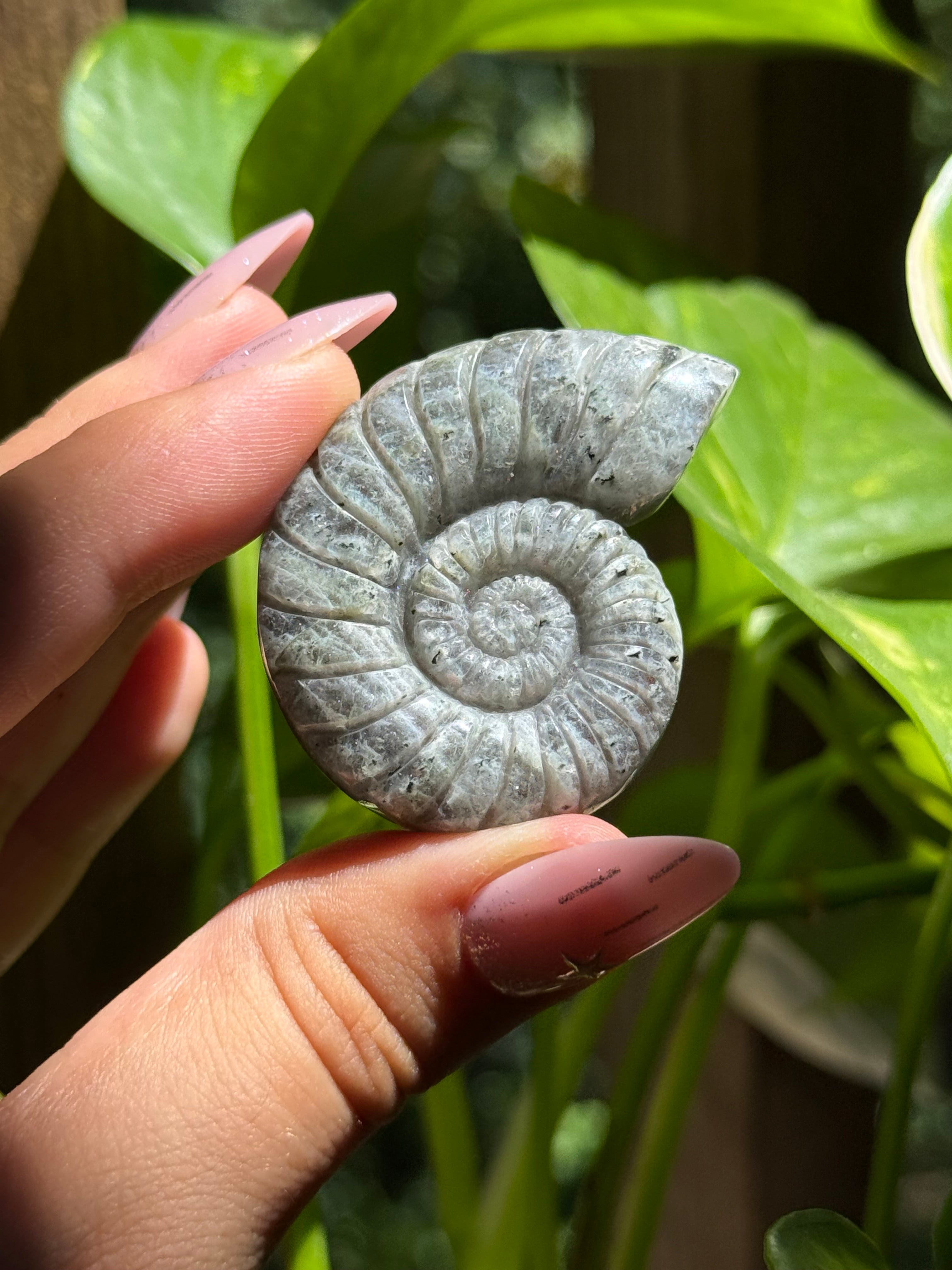 Labradorite Ammonite Carving B